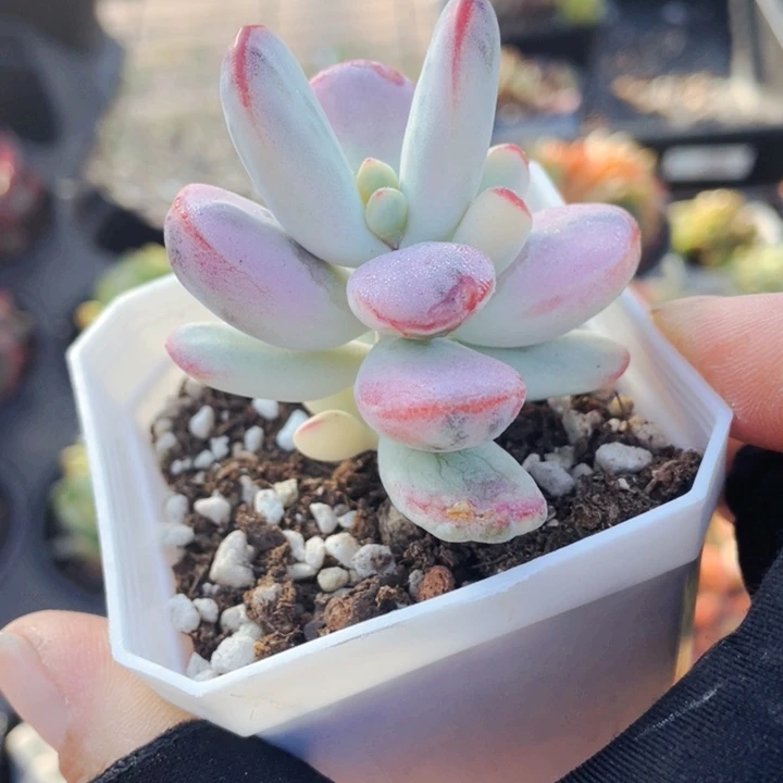 乒乓锦8888888888888888