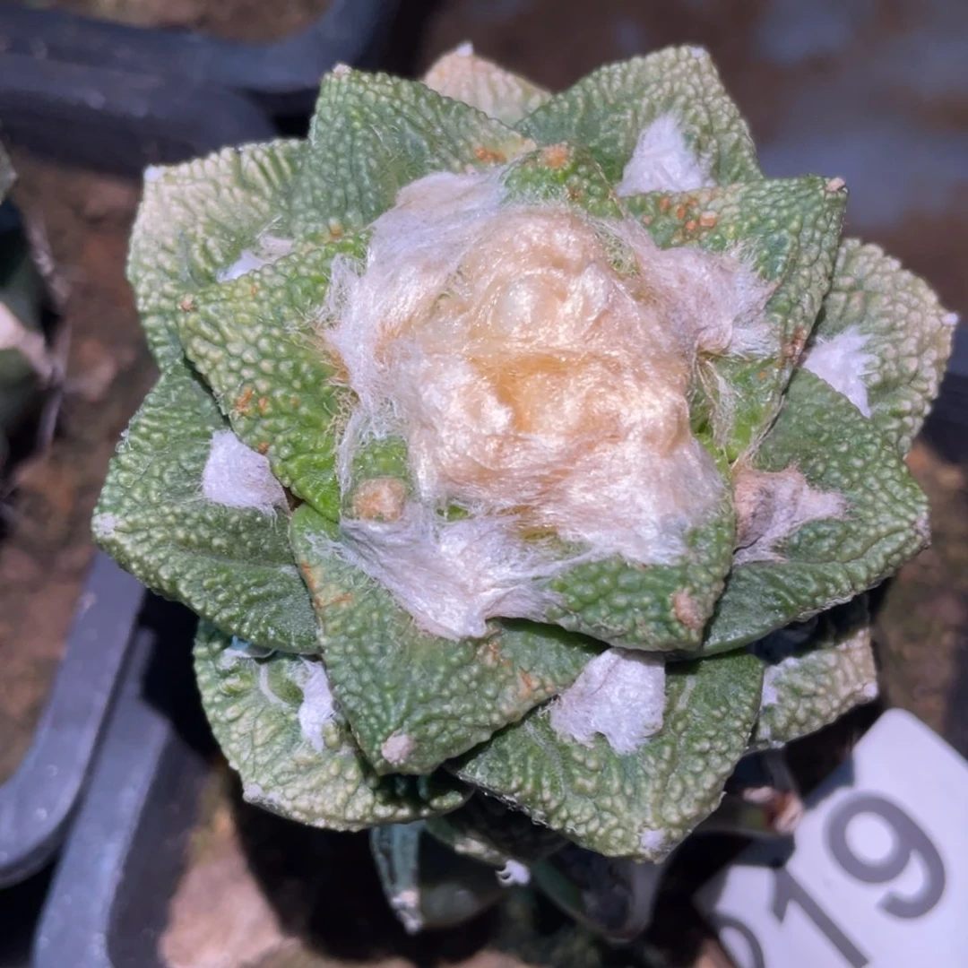 细密犹 黄体哥斯拉219