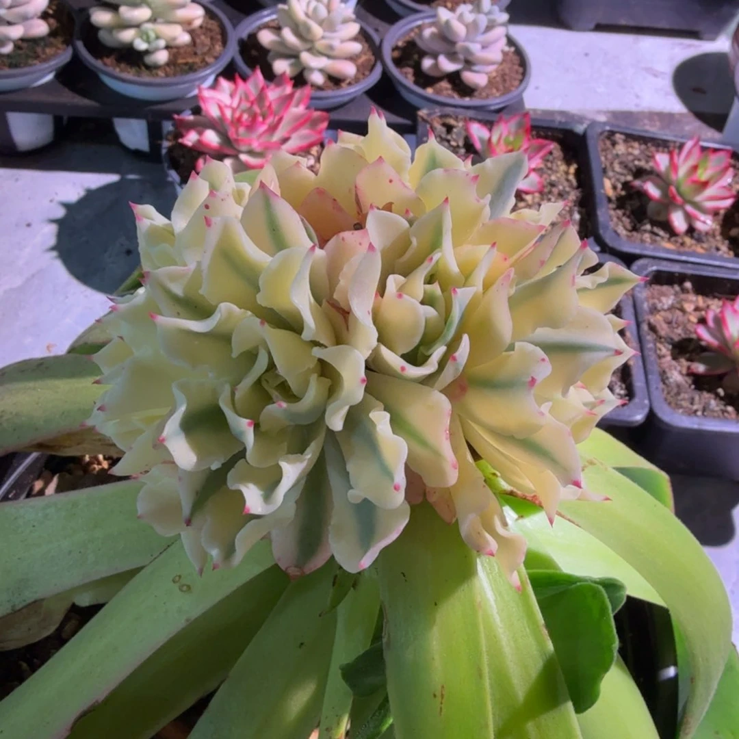 海啸锦群，锦上园艺量拍