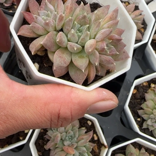 188青花瓷多肉植物多