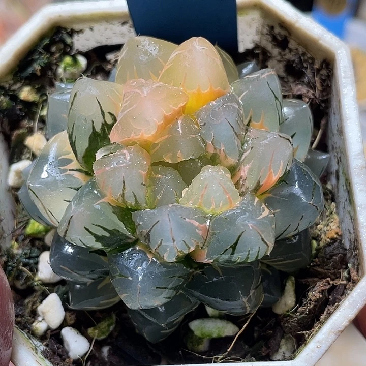 海***堂512水中月锦特选福利