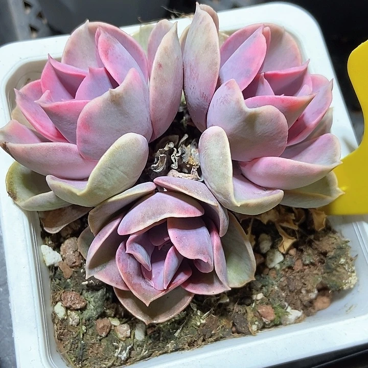 多人爱864多人多肉