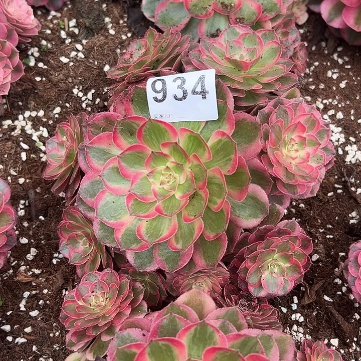 时***谎精品多肉植物934赤之心