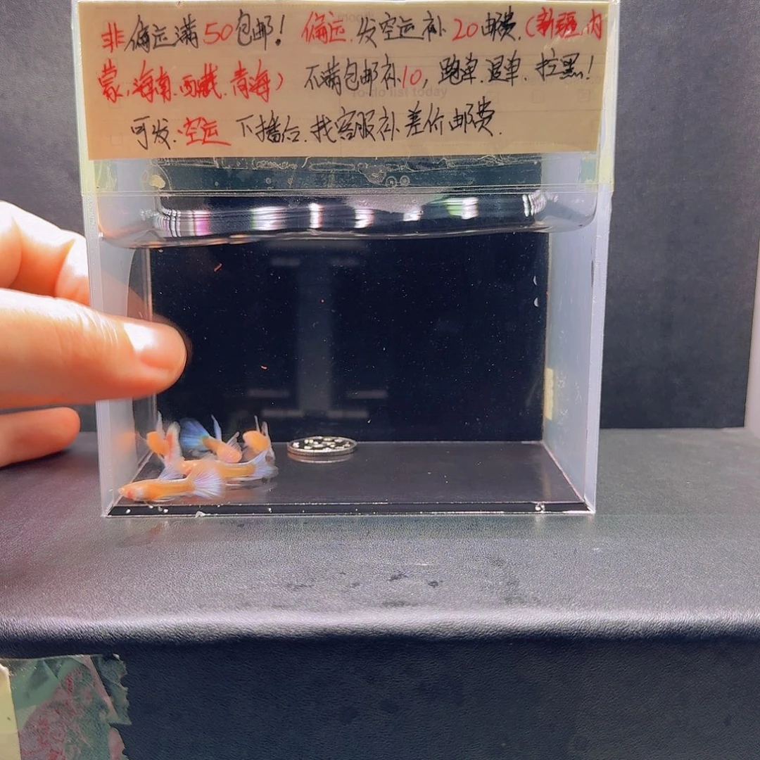 孔雀鱼蓝白长公5条