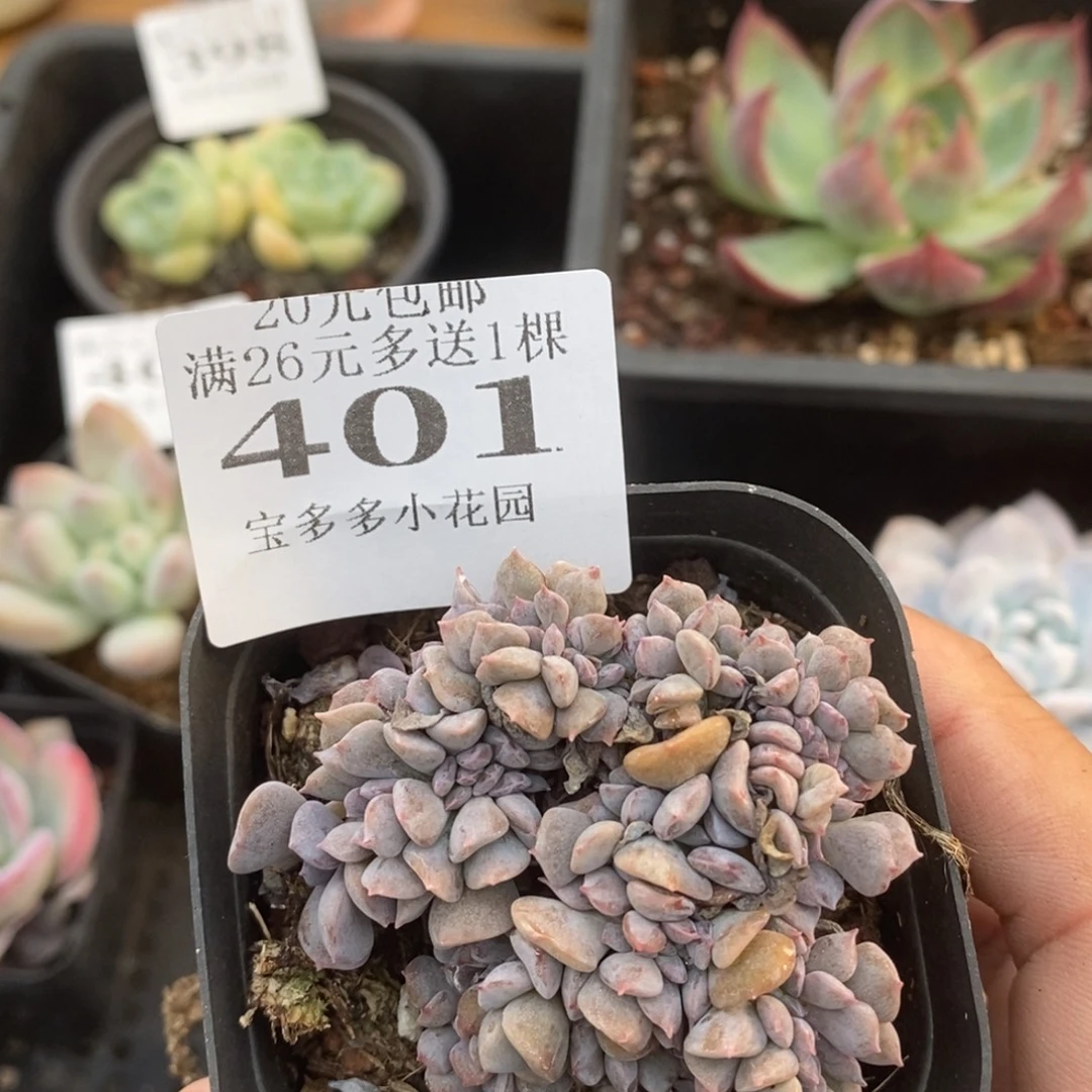 雪精灵缀化一物一拍满20元包邮满26送一颗