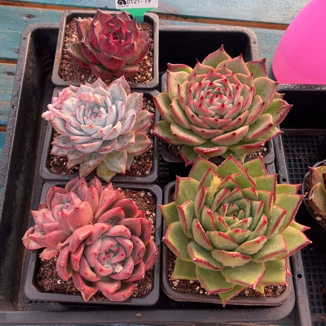 从前慢多肉精选编号0121.19