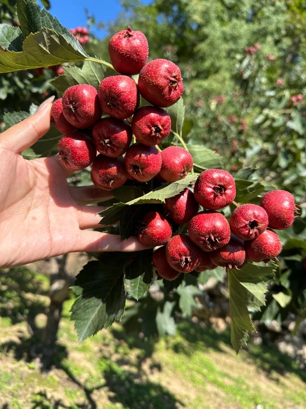 河北红心秋果新鲜水果山楂糖葫芦用酸甜产地直发现摘