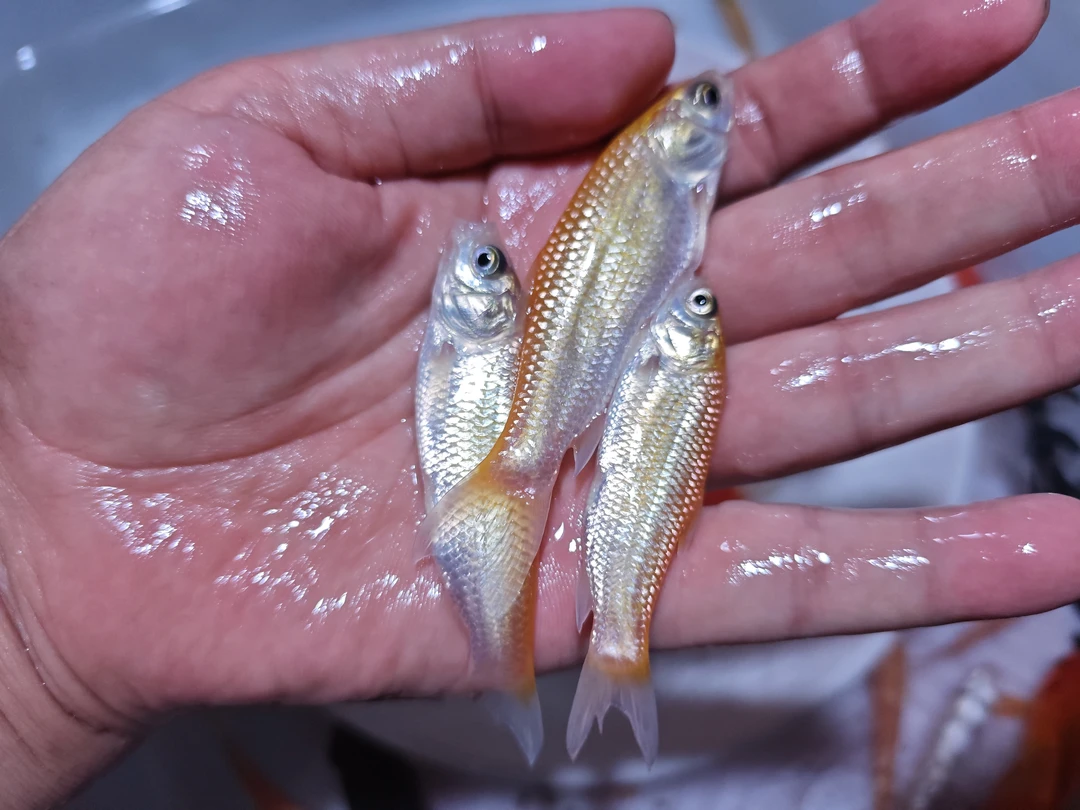 金丝草鱼淡水冷水观赏招财养殖鱼