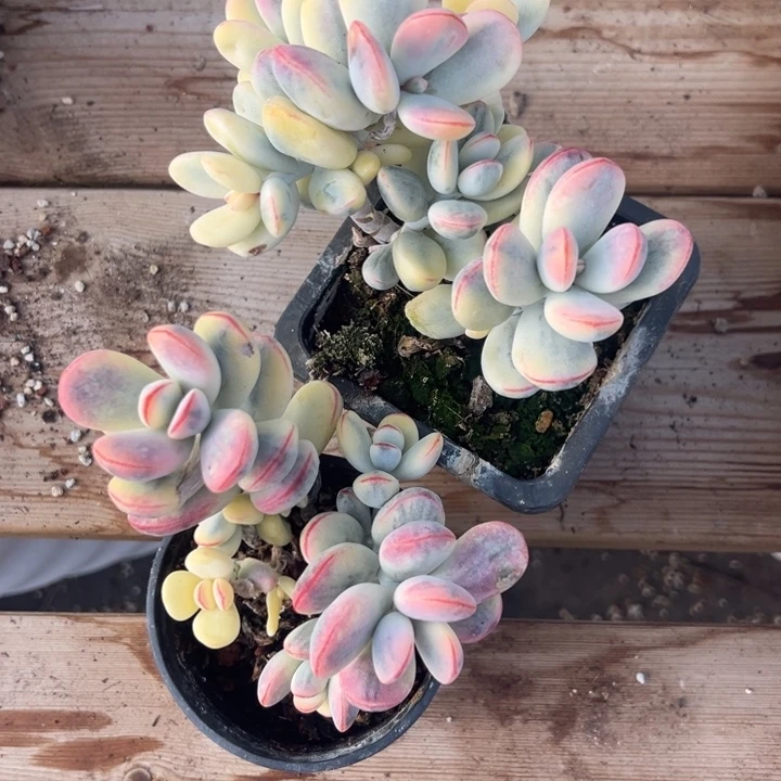 无花朵708号福娘锦两个无砍