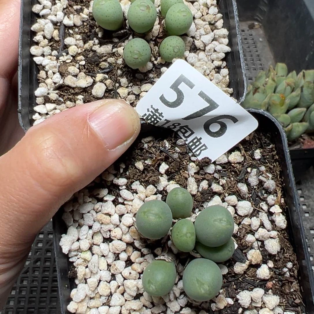 【闪购商品】576脱土