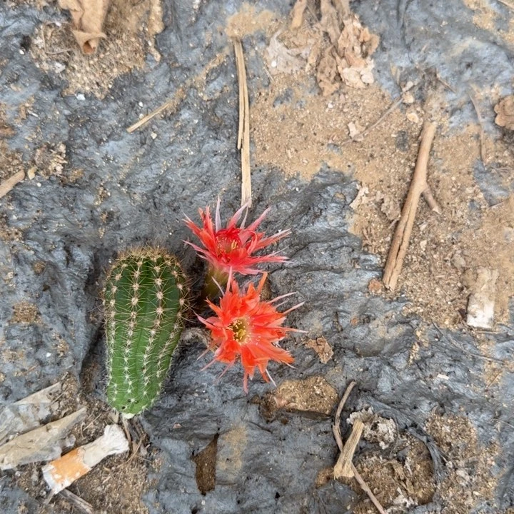 白檀仙人掌836侧芽一个