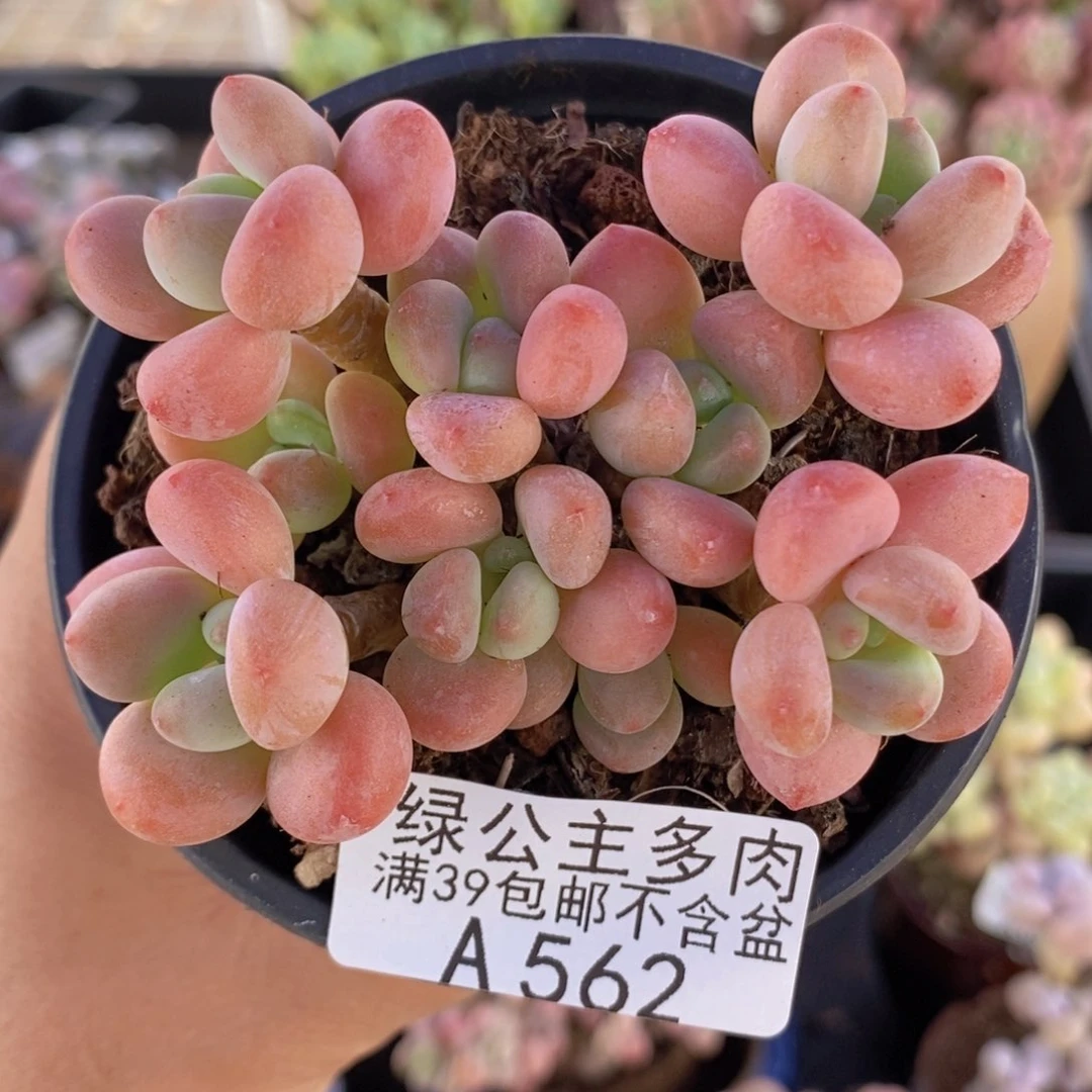 橘子香水洛神7cm562多肉植物
