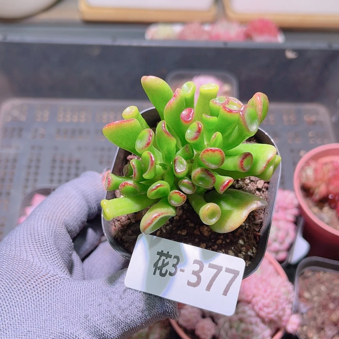 花03-377吸财树一颗