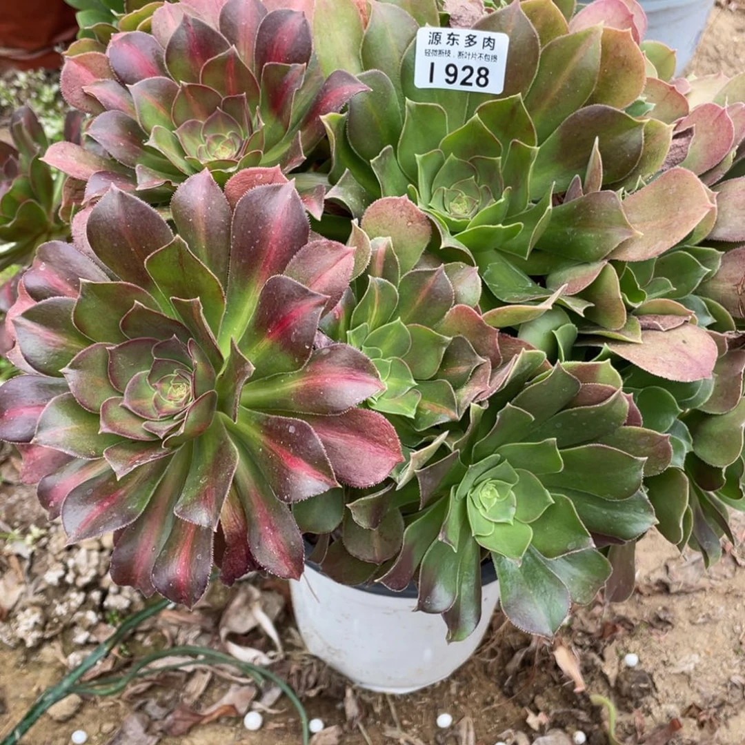 928粉女中班多肉法师断枝不包