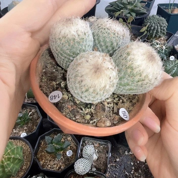 仙人球一物一拍实生