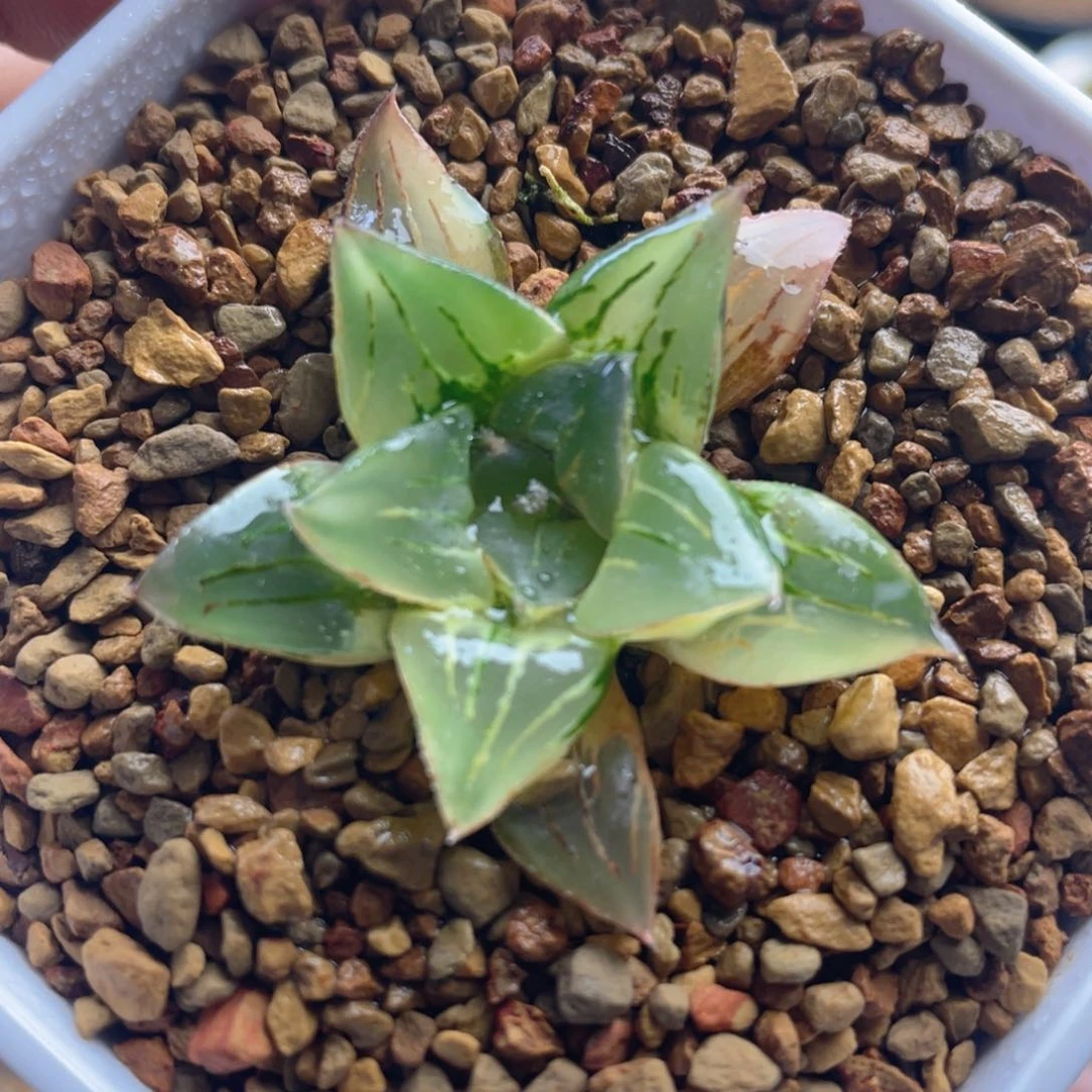 Ｃ.非组魔迪卡寿锦。