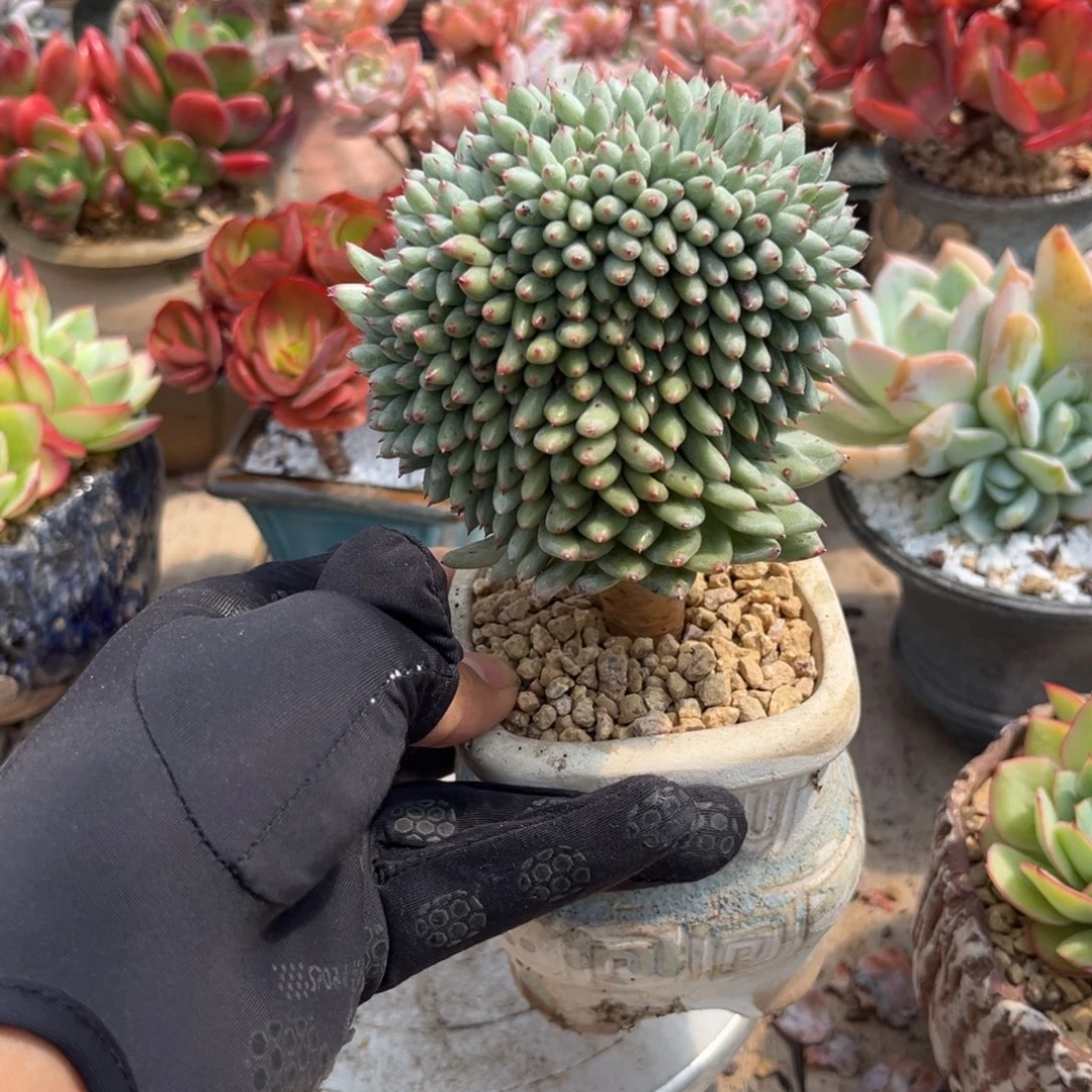 无名多肉植物fufugbubi