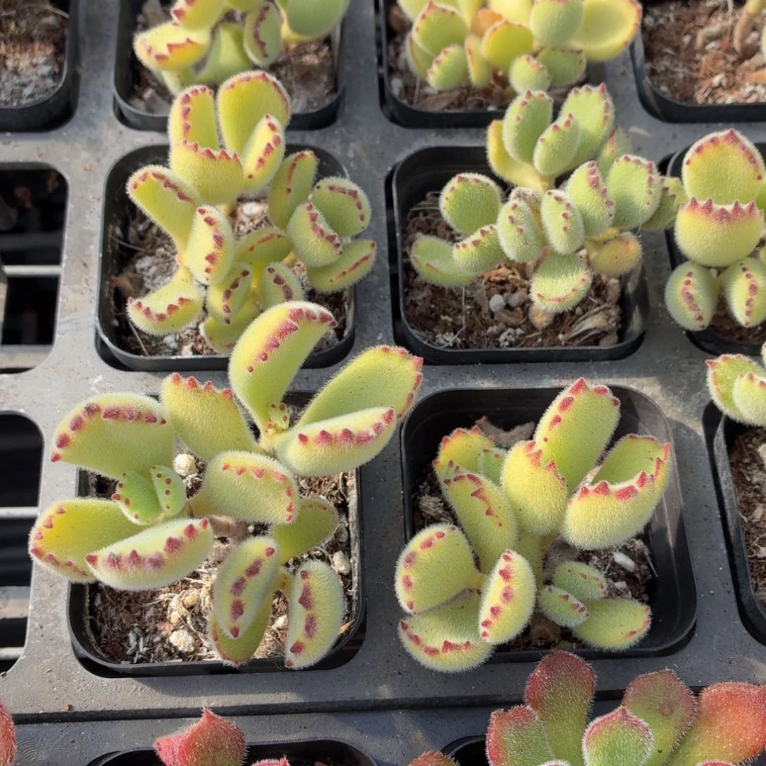 绿熊多肉9.9包邮发货