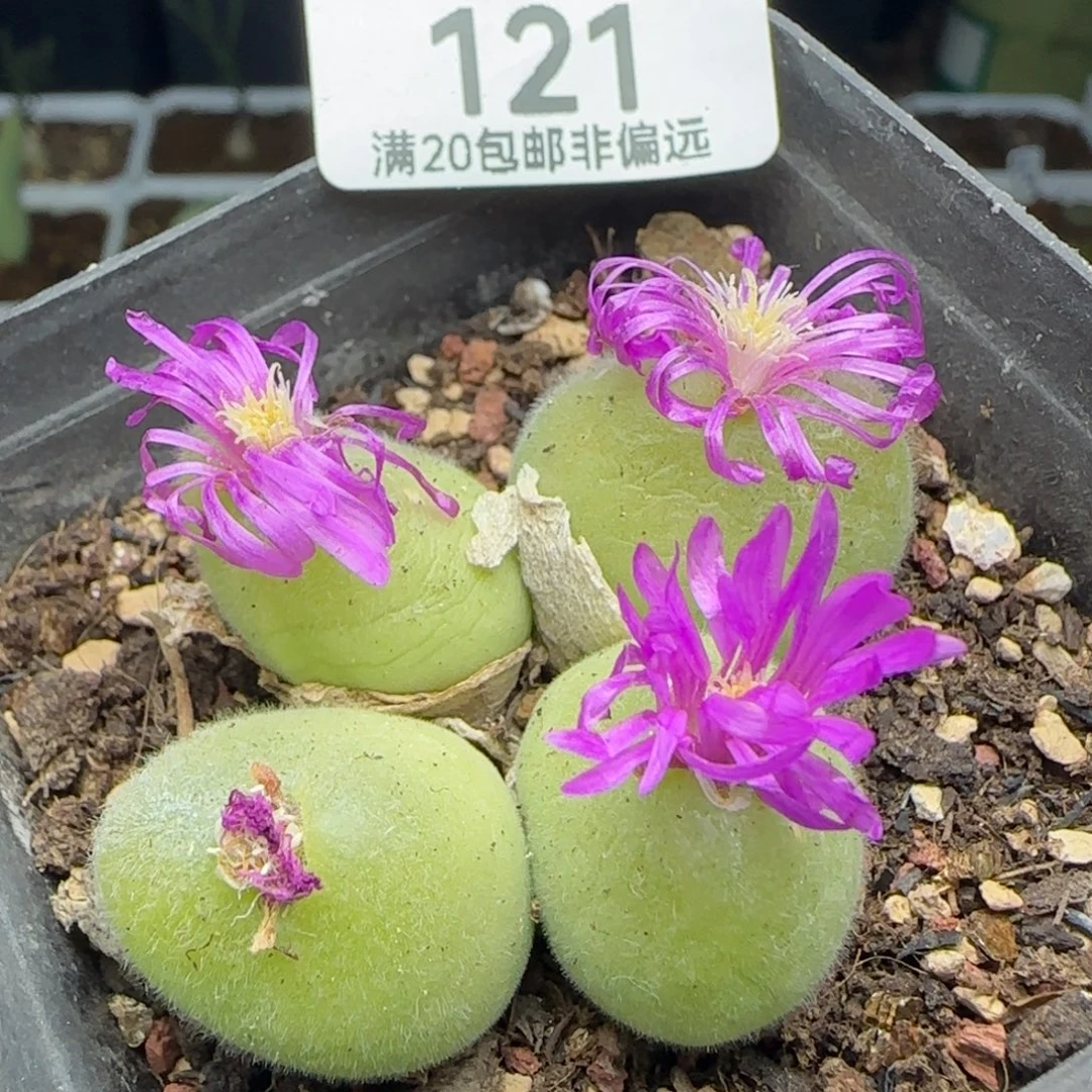 长毛带盆土4头。