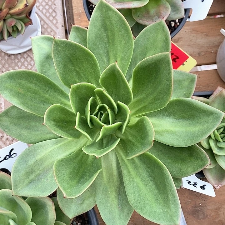 712有伤福利花木兰21