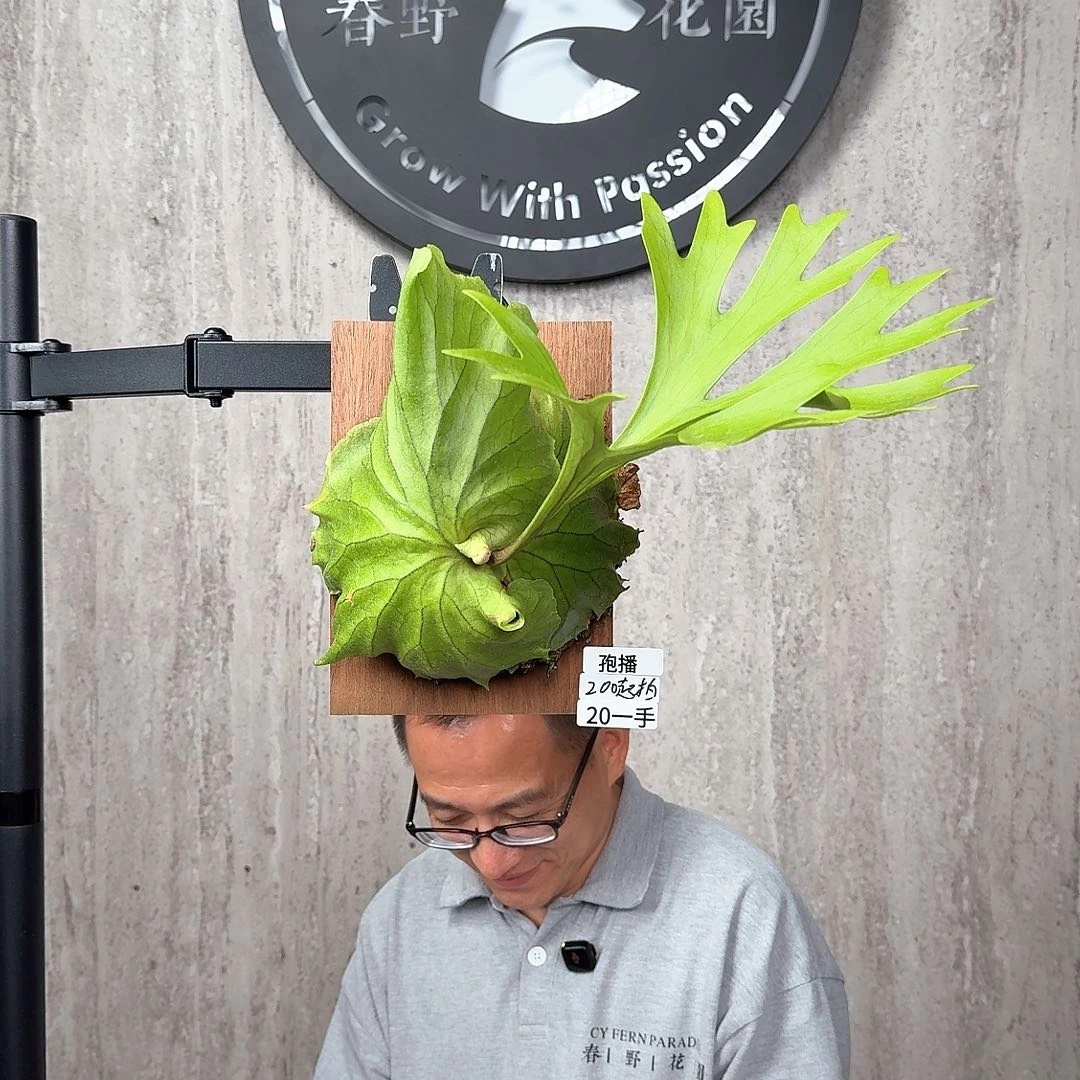 完全开放绿植绿植绿植绿植绿植