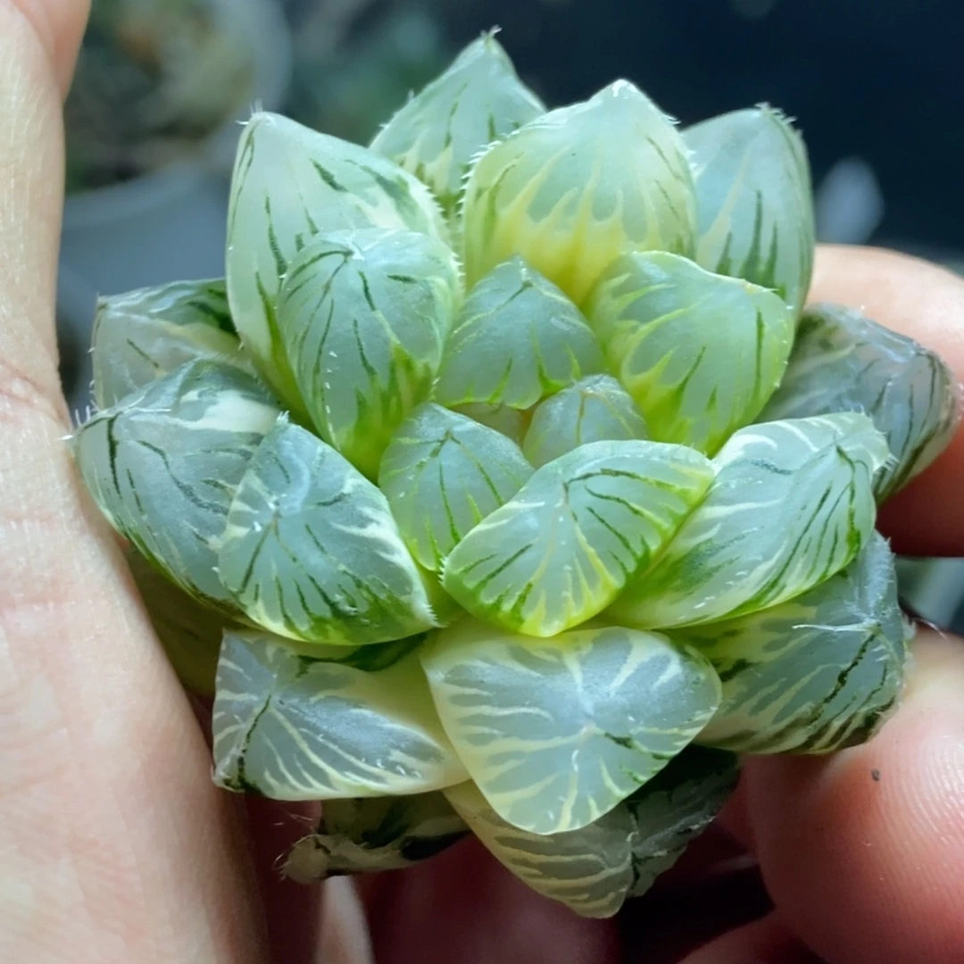 疯了疯了疯了福利