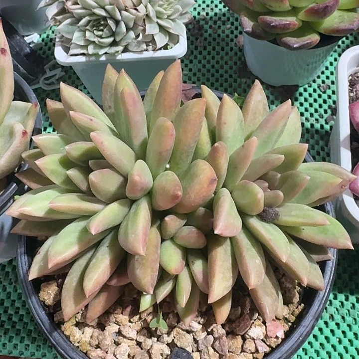 迷雾泡泡多肉植物