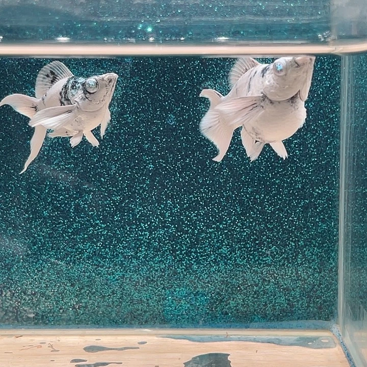 孔雀鱼新款水墨玛丽