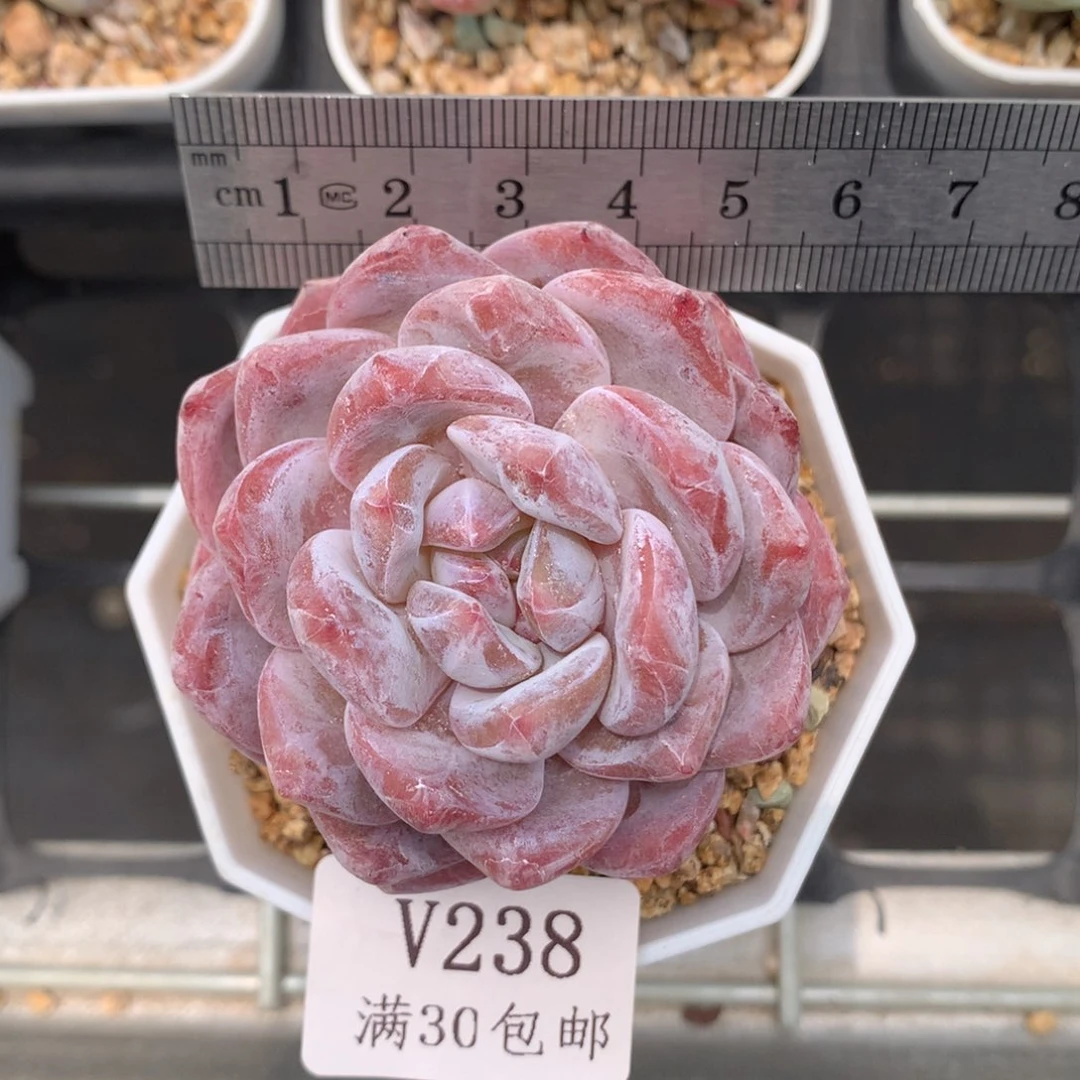 238。星影橙。福利。