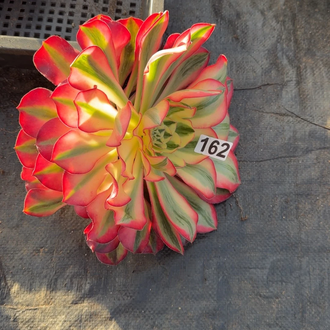 162多肉植物爱丽丝