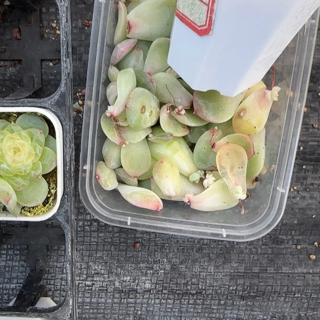 小懒T12 芝麻1床2个满25包