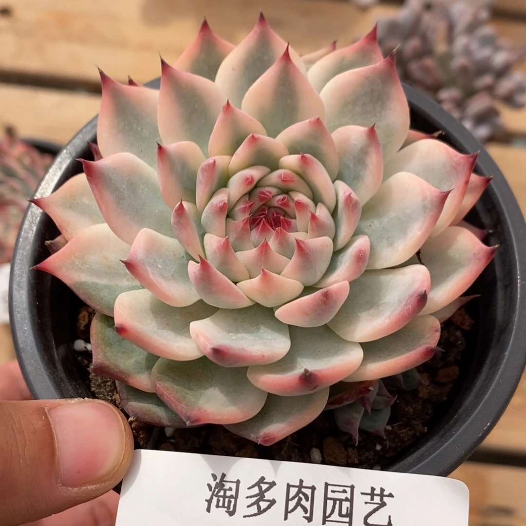 吉娃娃多肉植物9242