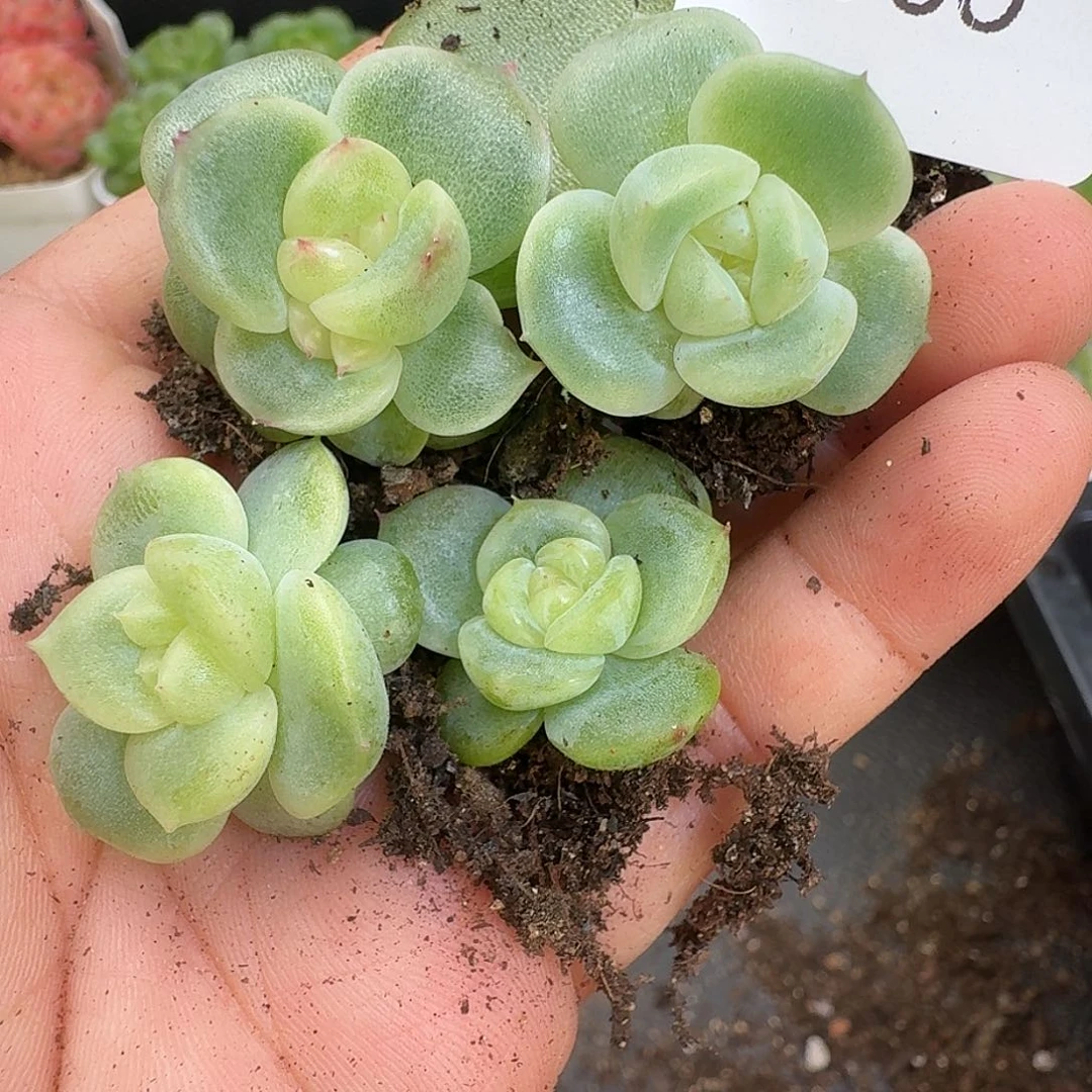 一物一拍一物一拍917-535