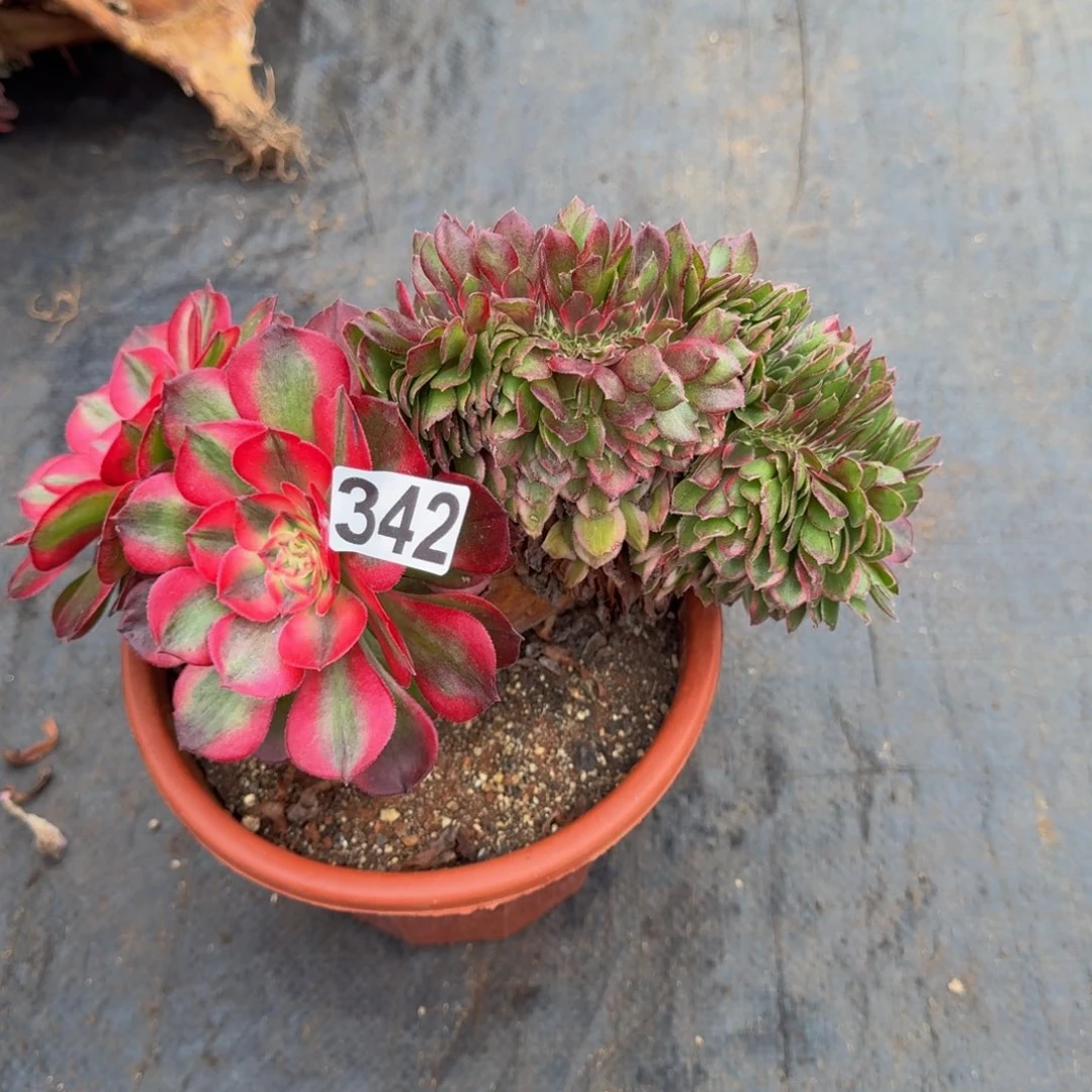 342多肉植物荔枝缀
