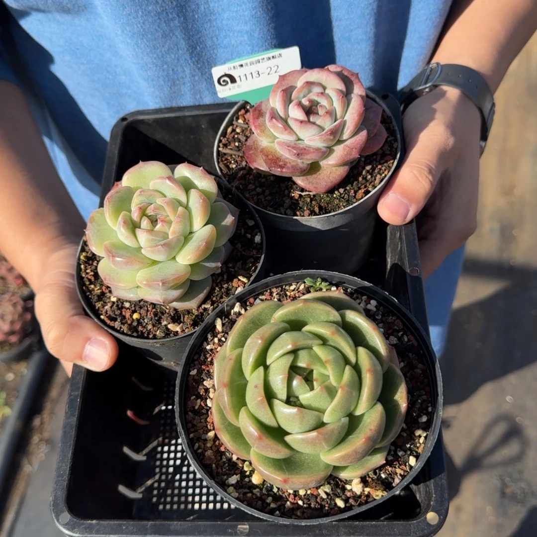 从前慢花园多肉编号1113-22