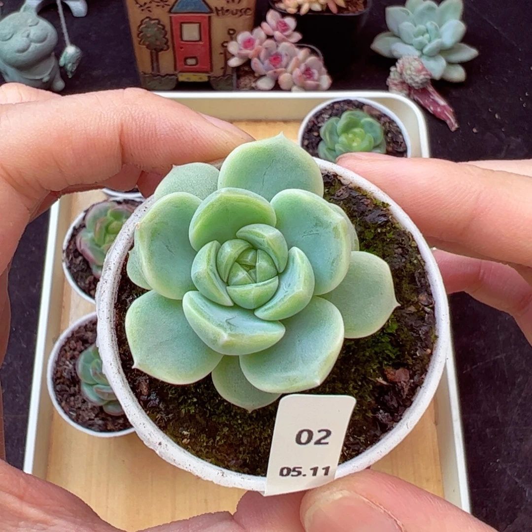 无与伦比02、哈哈哈哈