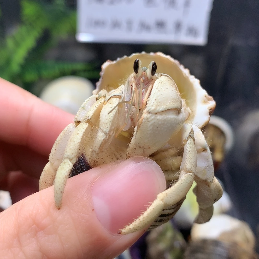 2.2口径奔跑的寄居蟹33号