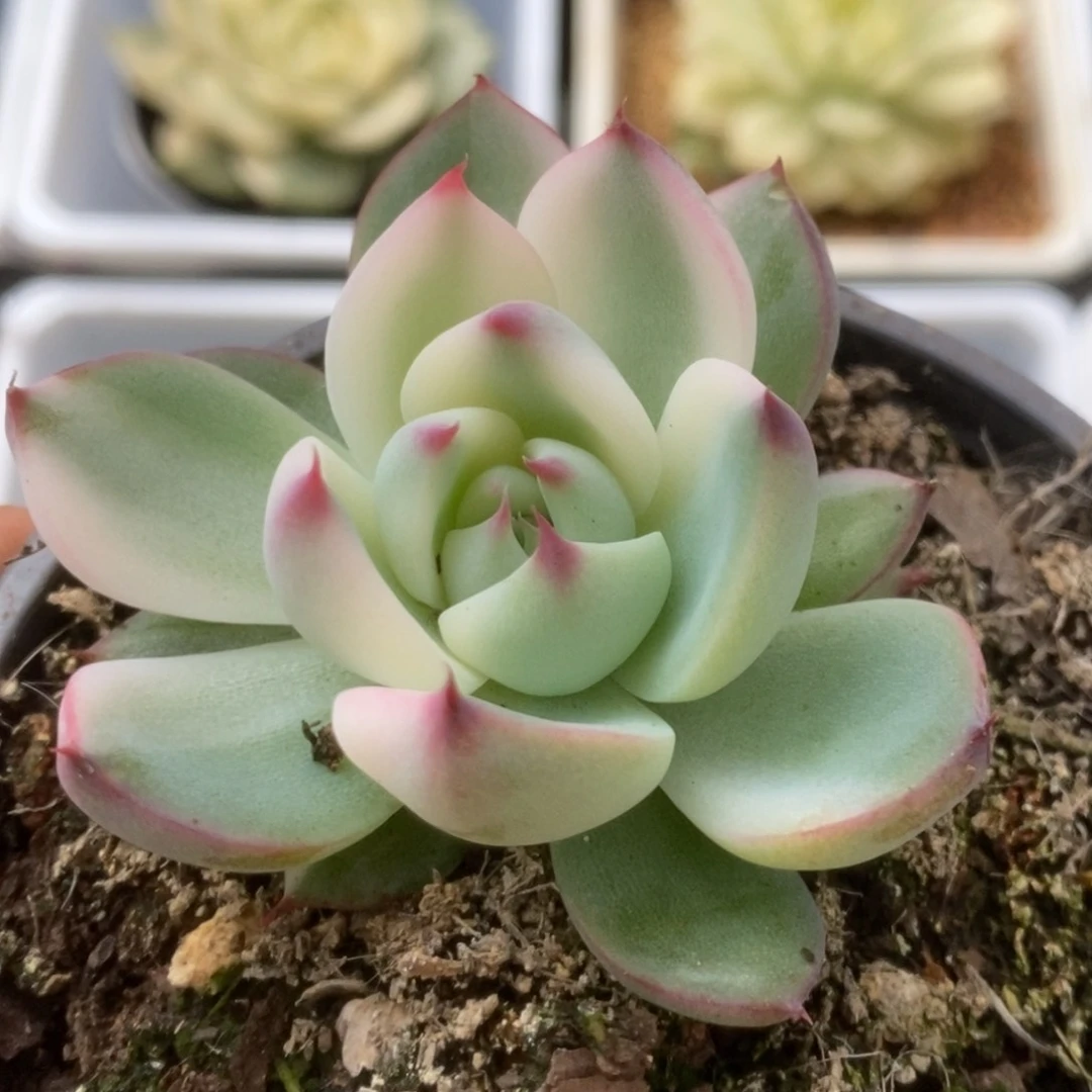 373锦锦锦锦锦锦锦锦锦