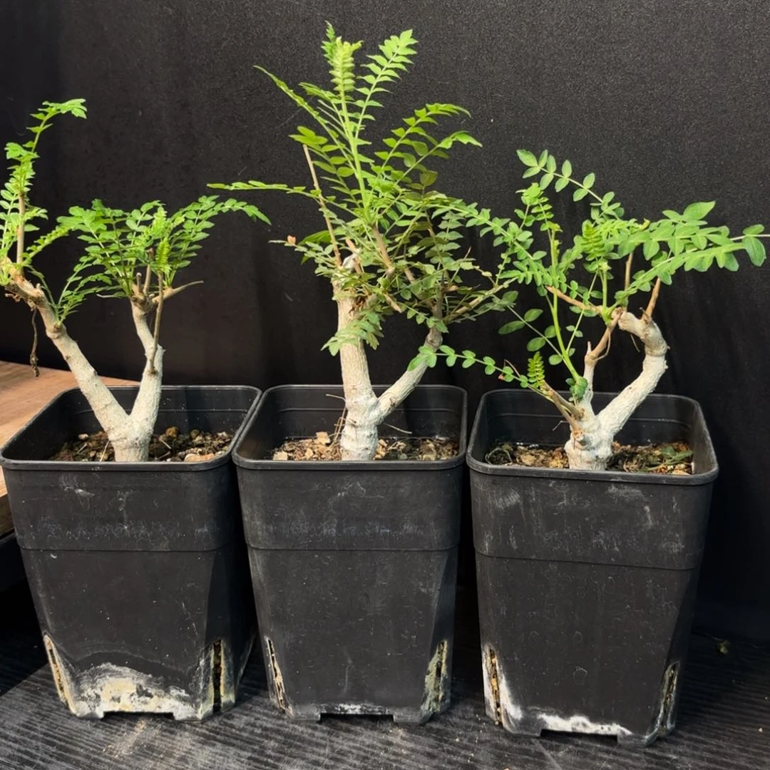 尼勒达乳香实生任挑