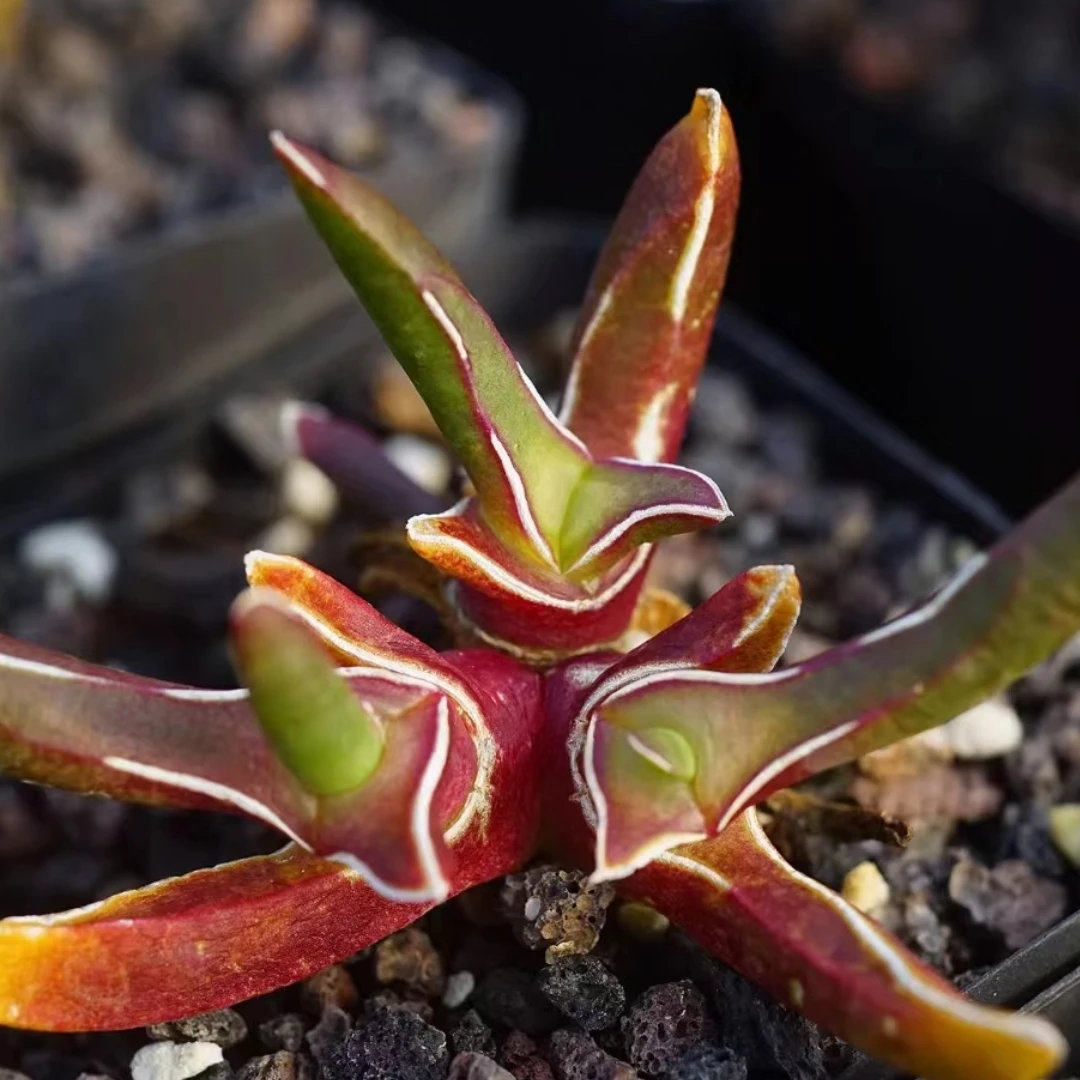 【满9.9包邮】新妖多头番杏科多肉植物以直播间展示为主
