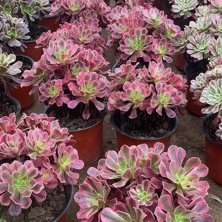 美杜莎脱土裸根发货