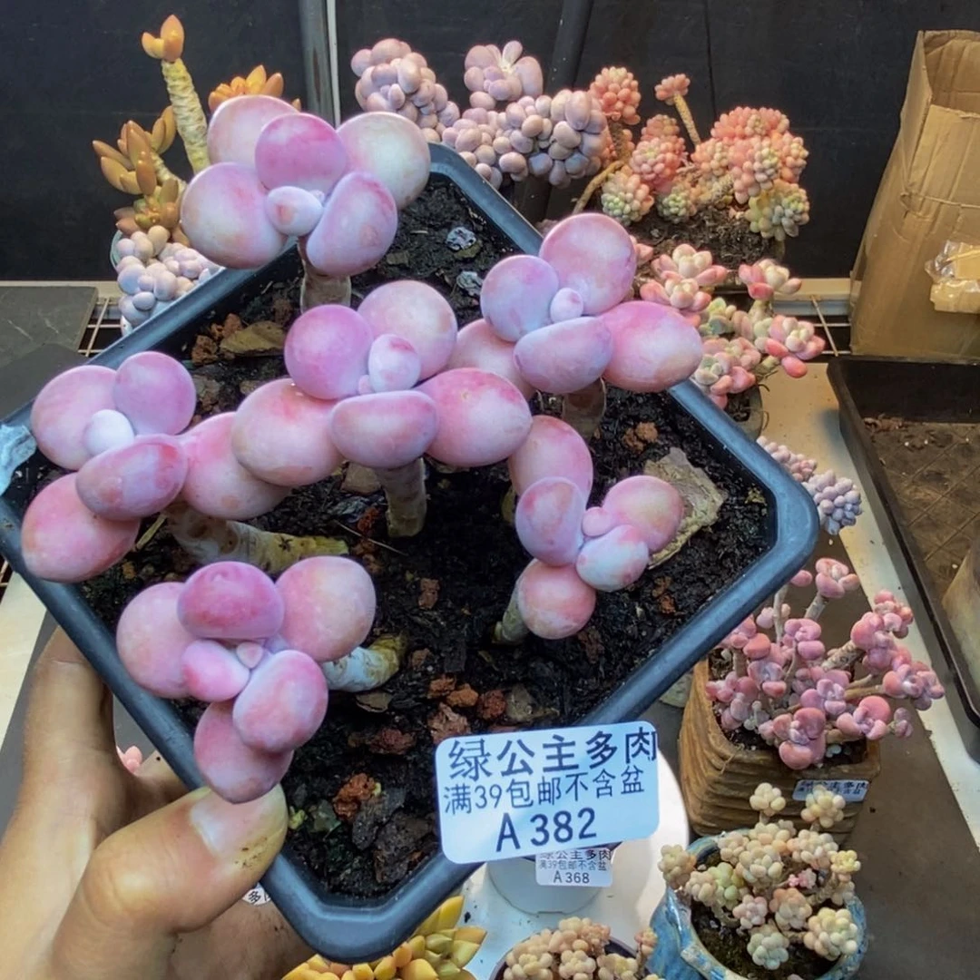 382糖果桃蛋多肉8c m