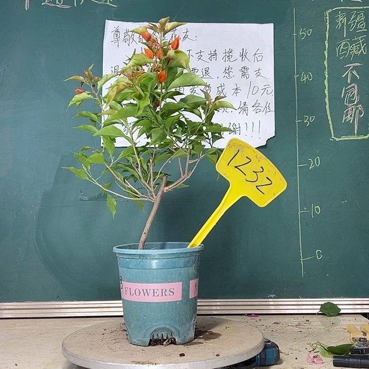 当前无花栽培后可以开花 橙桑巴  1232