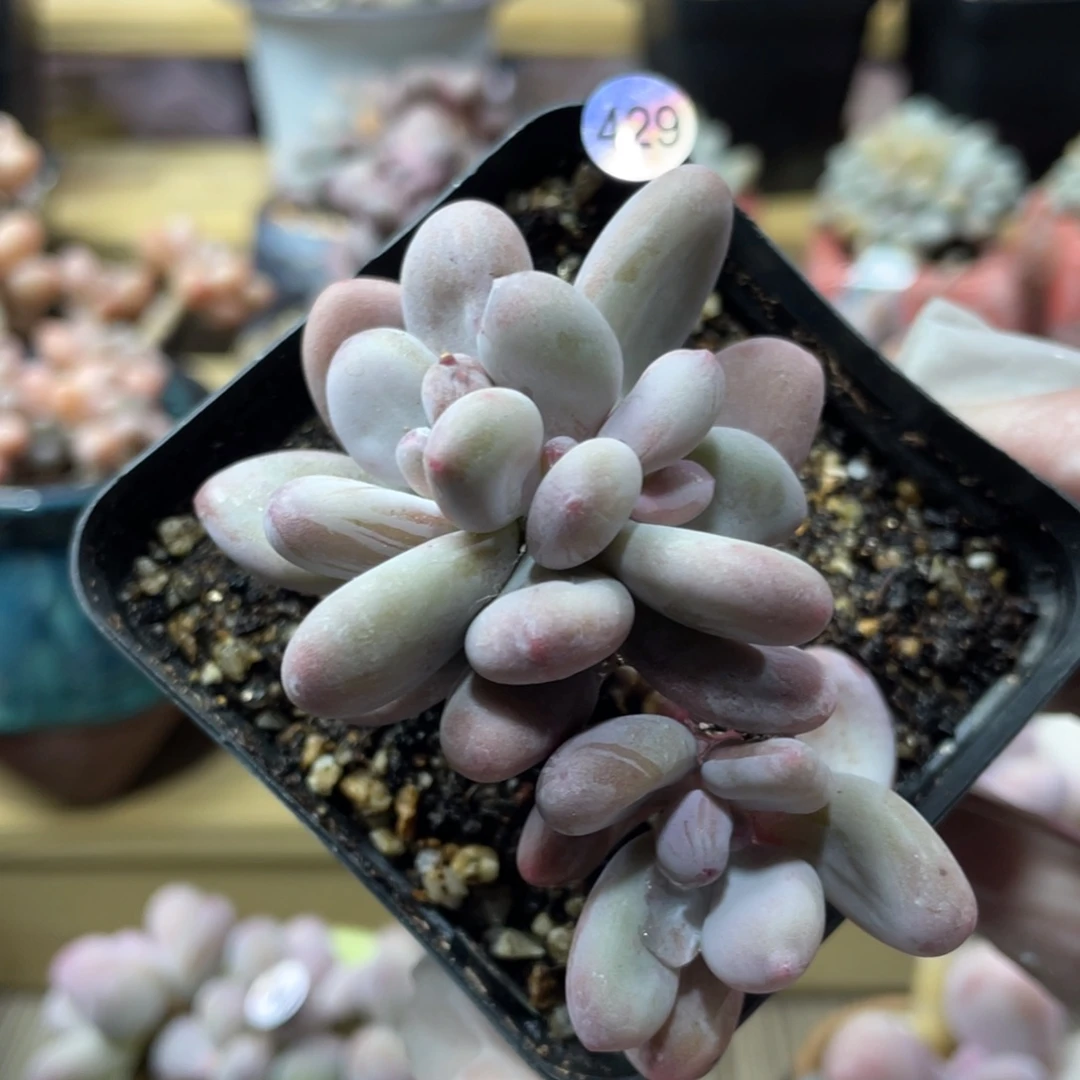 西瓜奶酪多肉植物