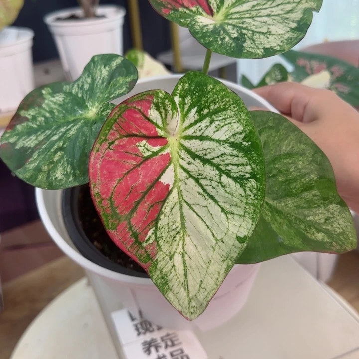 无花朵泰彩月亮之上Q4782