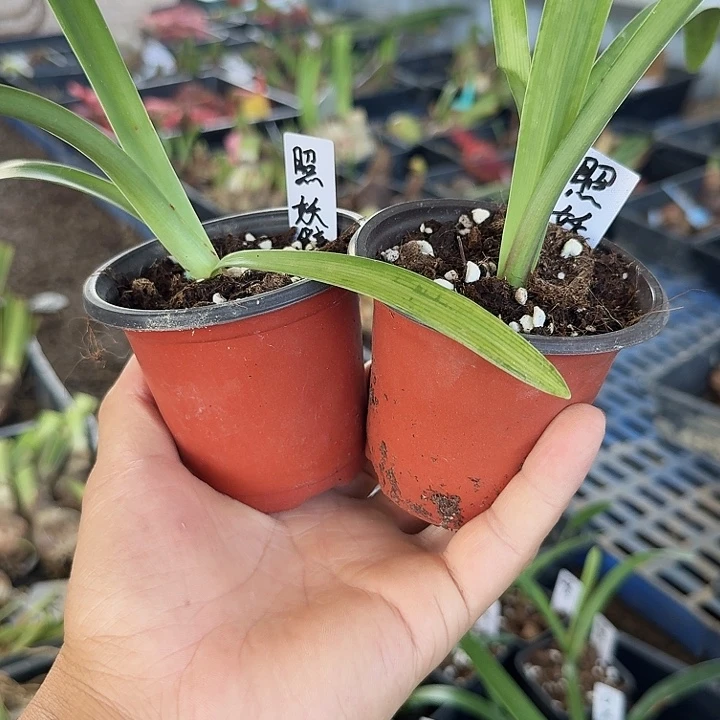 照妖镜朱顶红一棵