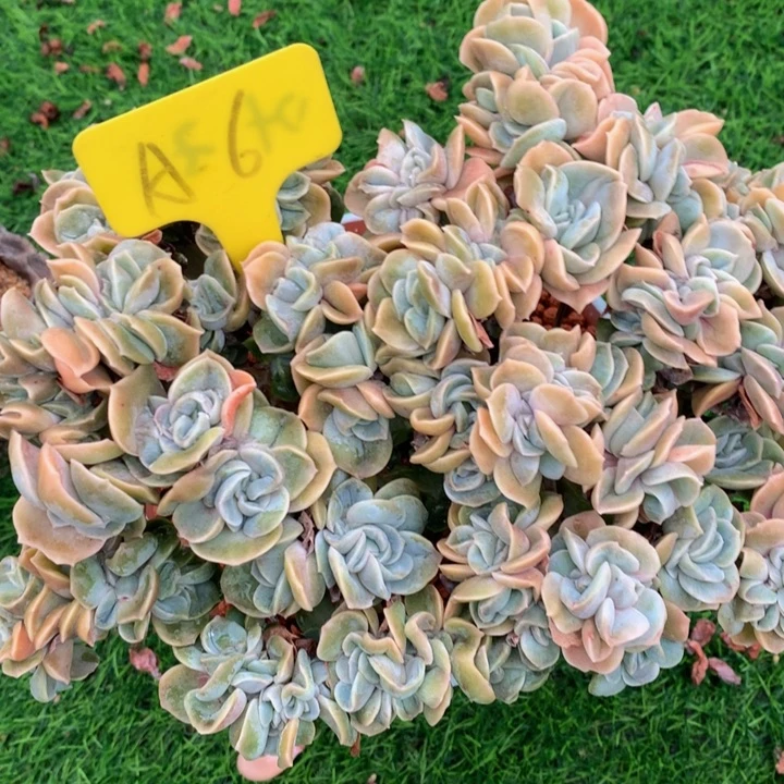 香***香多肉植物62627/77272727272