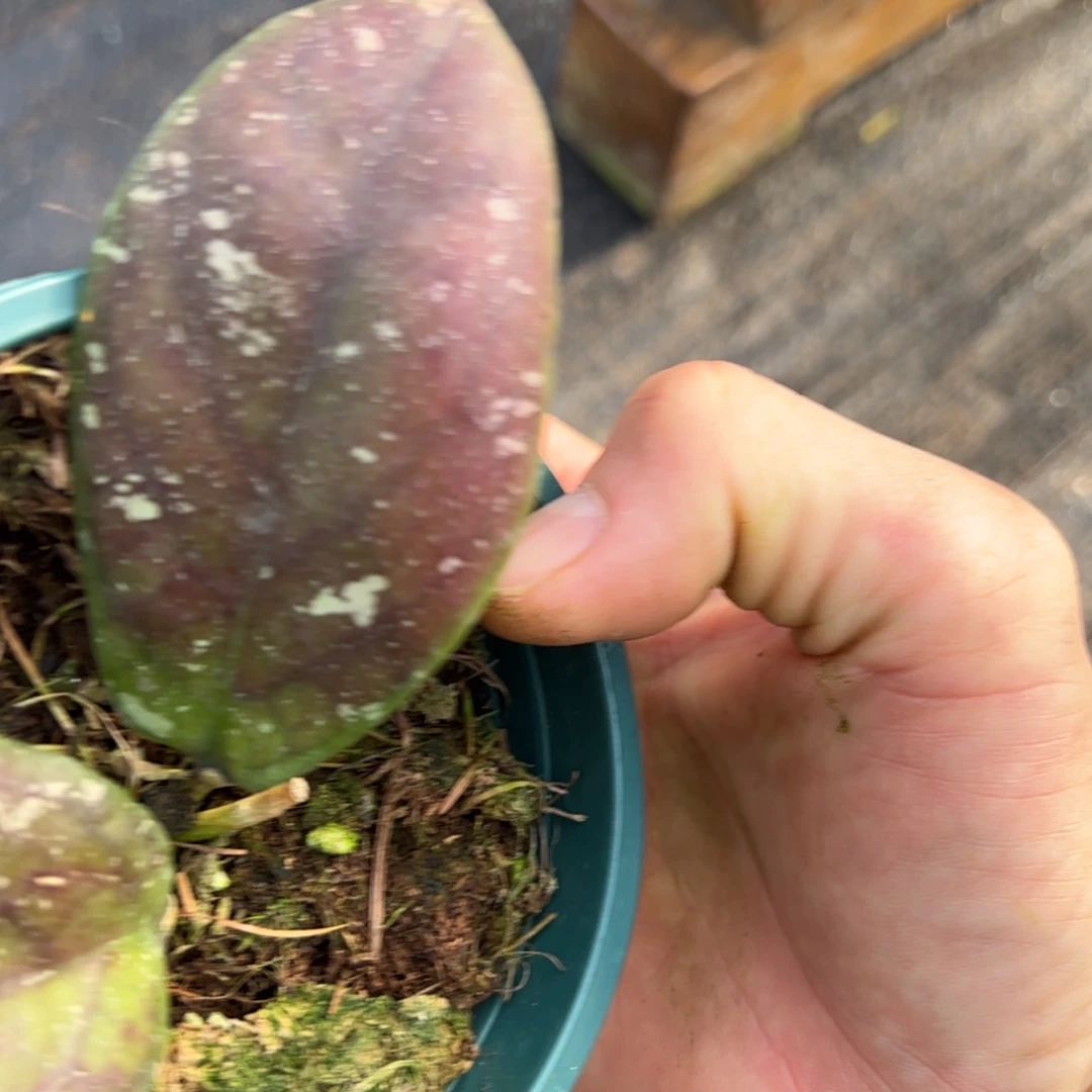 ≧***隅无花朵Ah049球兰品种