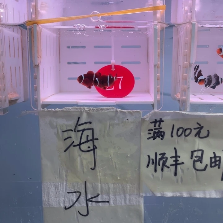 海水鱼精品金透红2条2.5-3