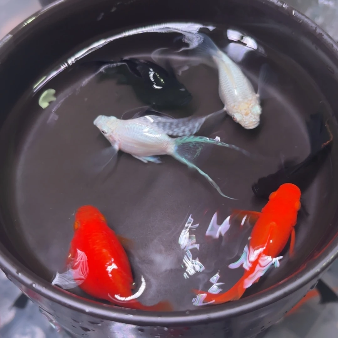 孔雀鱼玛丽球鱼 3色 5➕1备损